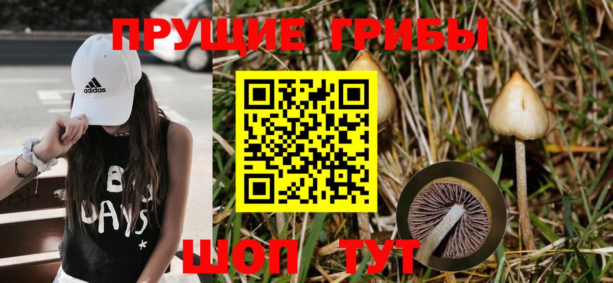 Галлюциногенные грибы Psilocybine cubensis Хабаровск